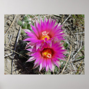 Affiche Fleur de Cactus Balle F5 "Escobaria vivipara"