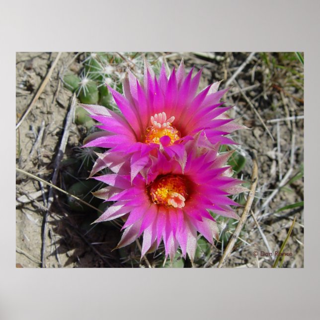 Affiche Fleur de Cactus Balle F5 "Escobaria vivipara" (Devant)