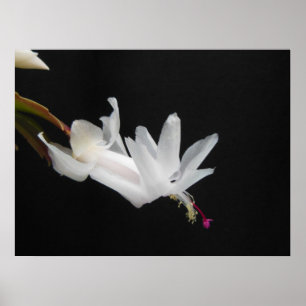 Affiche Fleur de cactus de Noël blanc