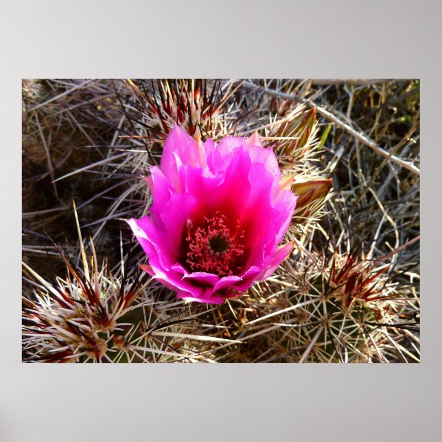Affiche Fleur de cactus en fleurs (figuier de Barbarie) (Devant)
