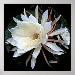 Affiche Fleur de cactus épiphyte