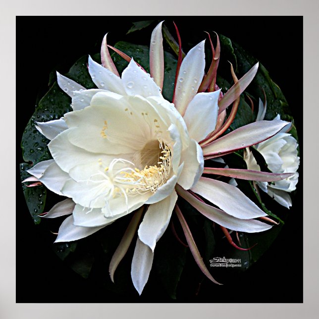 Affiche Fleur de cactus épiphyte (Devant)