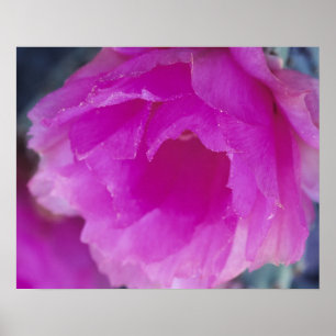 Affiche Fleur de cactus hérisson rose (Echinocereus
