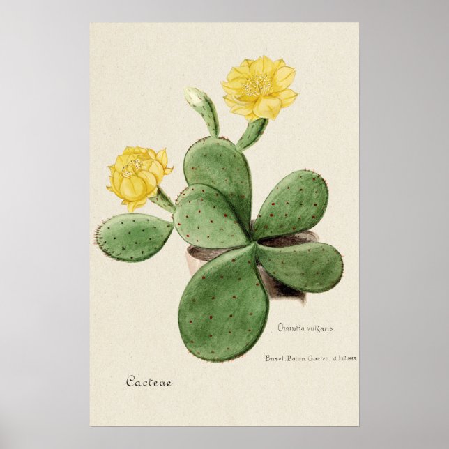 Affiche Fleur de cactus Jaune Art Botanique (Devant)