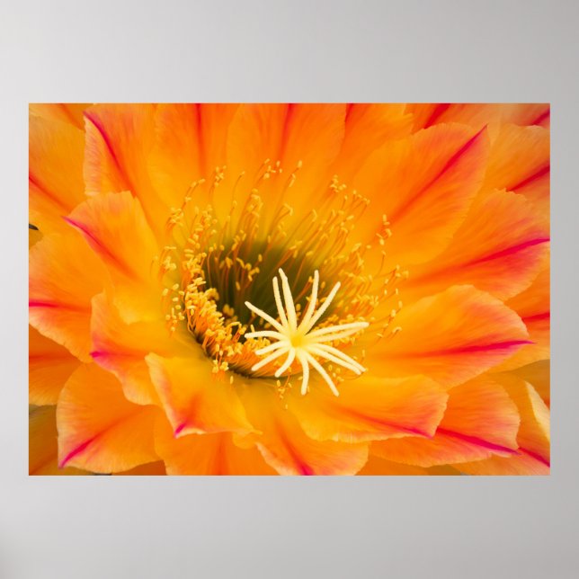 Affiche Fleur de cactus jaunes (Devant)
