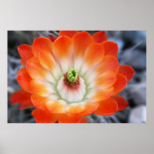 Affiche Fleur de cactus orange
