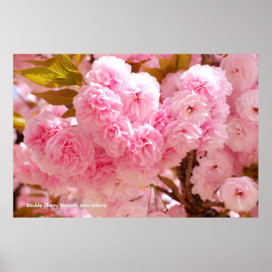 Affiche Fleur de cerise double : Sato-zakura