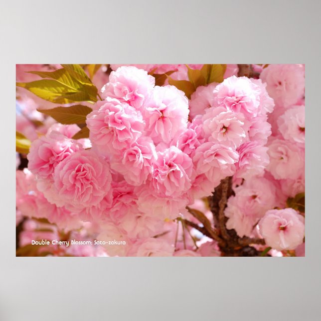 Affiche Fleur de cerise double : Sato-zakura (Devant)