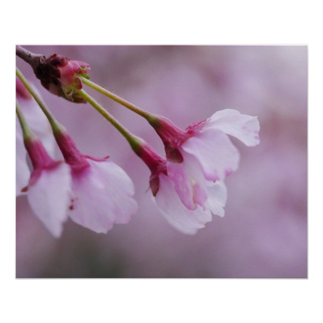 Affiche Fleur de Cerisier (Devant)