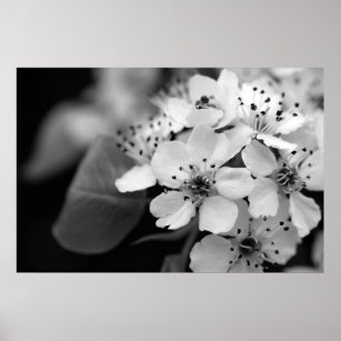 Affiche Fleur de cerisier noir et blanc
