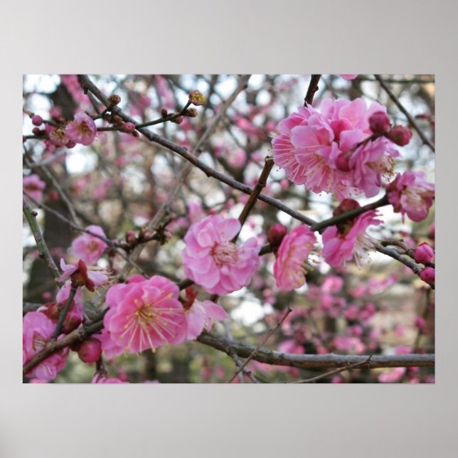 Affiche Fleur de cerisier rose / Sakura / ク(桜) (Devant)