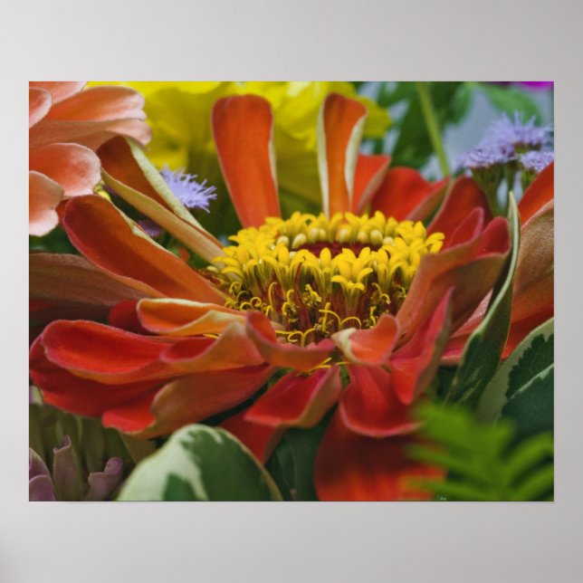 Affiche fleur de chrysanthème (Devant)