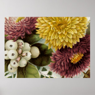 Affiche Fleur de chrysanthème mère florale