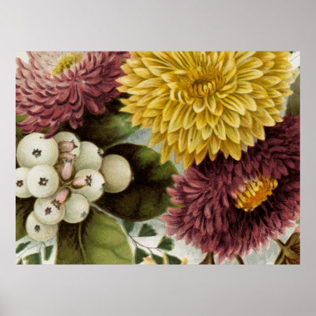 Affiche Fleur de Chrysanthème Mum Floral (Devant)