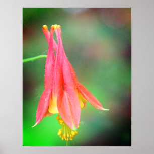 Affiche Fleur de colonne délicate