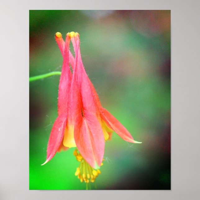Affiche Fleur de colonne délicate (Devant)