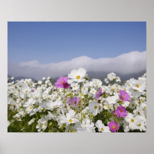 Affiche Fleur de cosmos