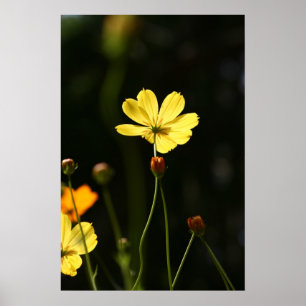 Affiche Fleur de cosmos jaune
