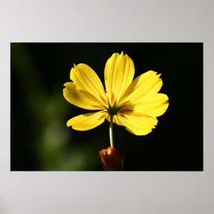 Affiche Fleur de cosmos jaune