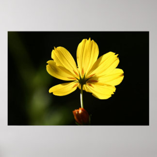 Affiche Fleur de cosmos jaune