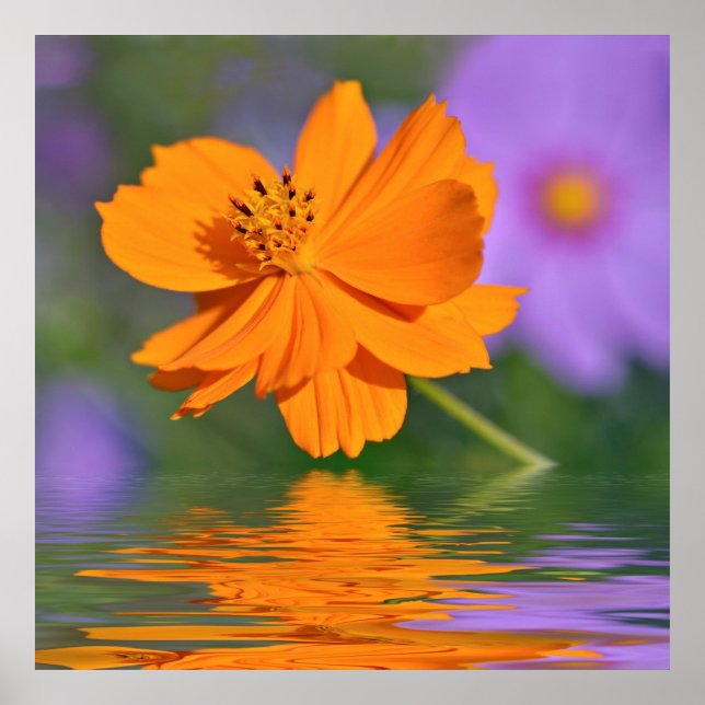 Affiche Fleur de cosmos orange au-dessus de l'eau (Devant)