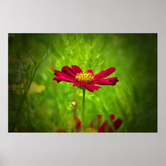 Affiche Fleur de cosmos rouge