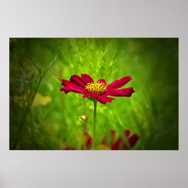 Affiche Fleur de cosmos rouge (Devant)