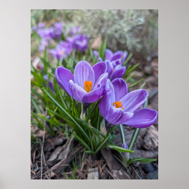 Affiche Fleur de Crocus Pourpre (Devant)