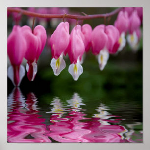 Affiche fleur de défenseur de la veuve et de l'orphelin