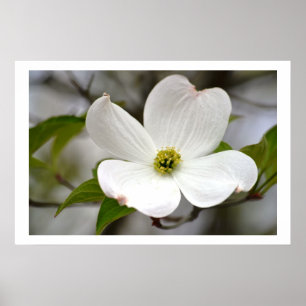 Affiche Fleur de Dogwood blanc