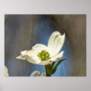 Affiche Fleur de Dogwood Blanc