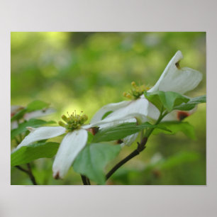 Affiche Fleur de Dogwood sauvage blanc