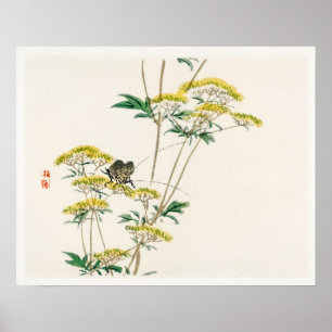 Affiche Fleur de flanelle (Actinotus helianthi) par Kōno B
