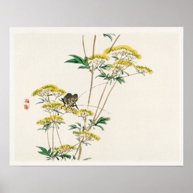 Affiche Fleur de flanelle (Actinotus helianthi) par Kōno B (Devant)