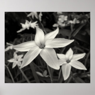 Affiche Fleur de fleur noir et blanc