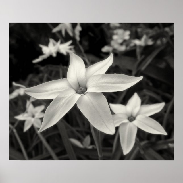 Affiche Fleur de fleur noir et blanc (Devant)