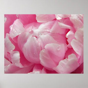 Affiche Fleur de floraison romane rose de pivoine avec des