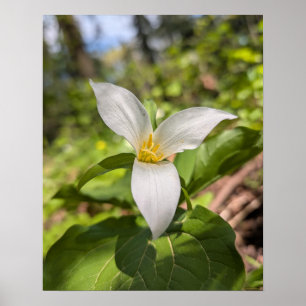 Affiche Fleur de forêt de Trille blanc Macro