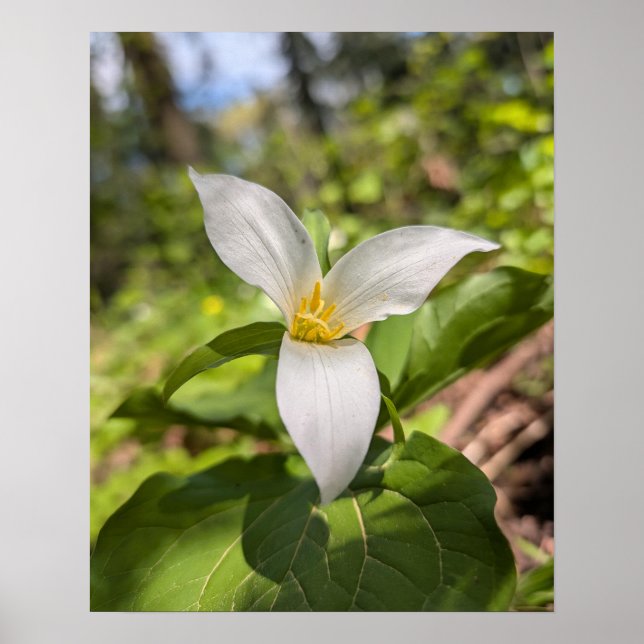 Affiche Fleur de forêt de Trille blanc Macro (Devant)