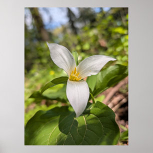 Affiche Fleur de forêt de Trille blanc Macro