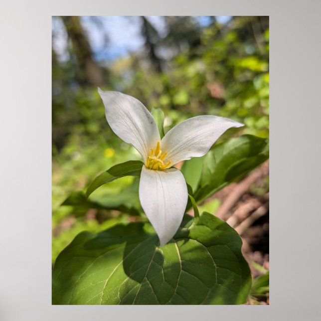 Affiche Fleur de forêt de Trille blanc Macro (Devant)