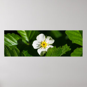 Affiche Fleur de fraises sauvages