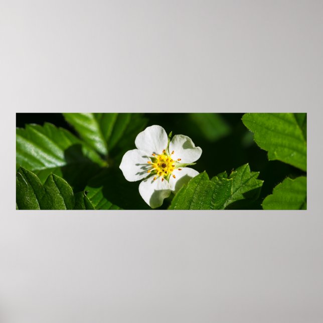 Affiche Fleur de fraises sauvages (Devant)
