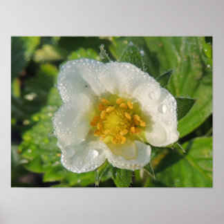 Affiche Fleur de fraisier