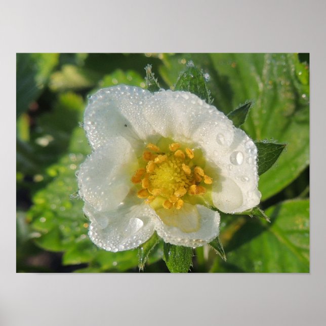 Affiche Fleur de fraisier (Devant)