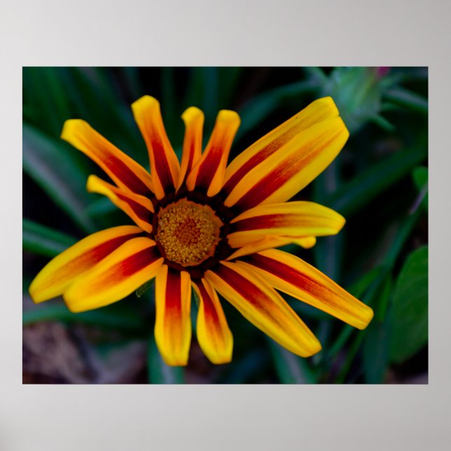 Affiche Fleur de Gazania (Devant)