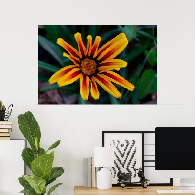 Affiche fleur de gazania (Bureau à domicile)