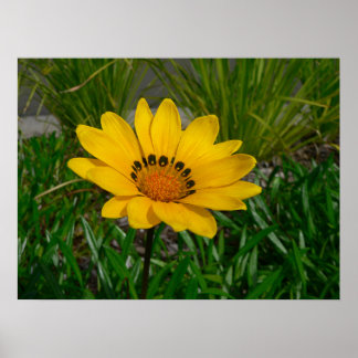 Affiche Fleur de Gazania