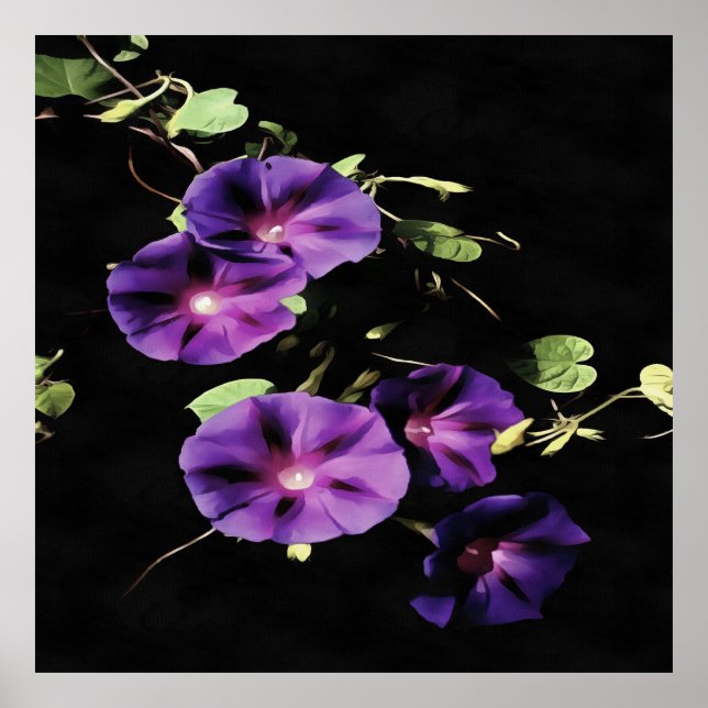 Affiche Fleur de gloire du matin isolée sur le noir (Devant)