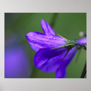 Affiche Fleur de jacinthe dans l'Independence Pass en